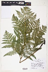 Pteridium aquilinum var. pubescens image