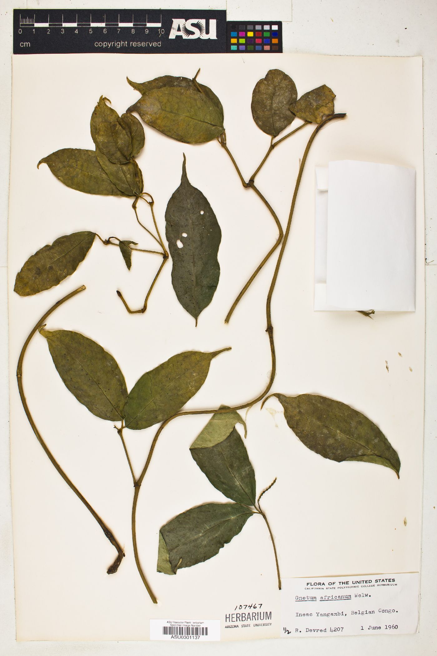 Gnetum africanum image