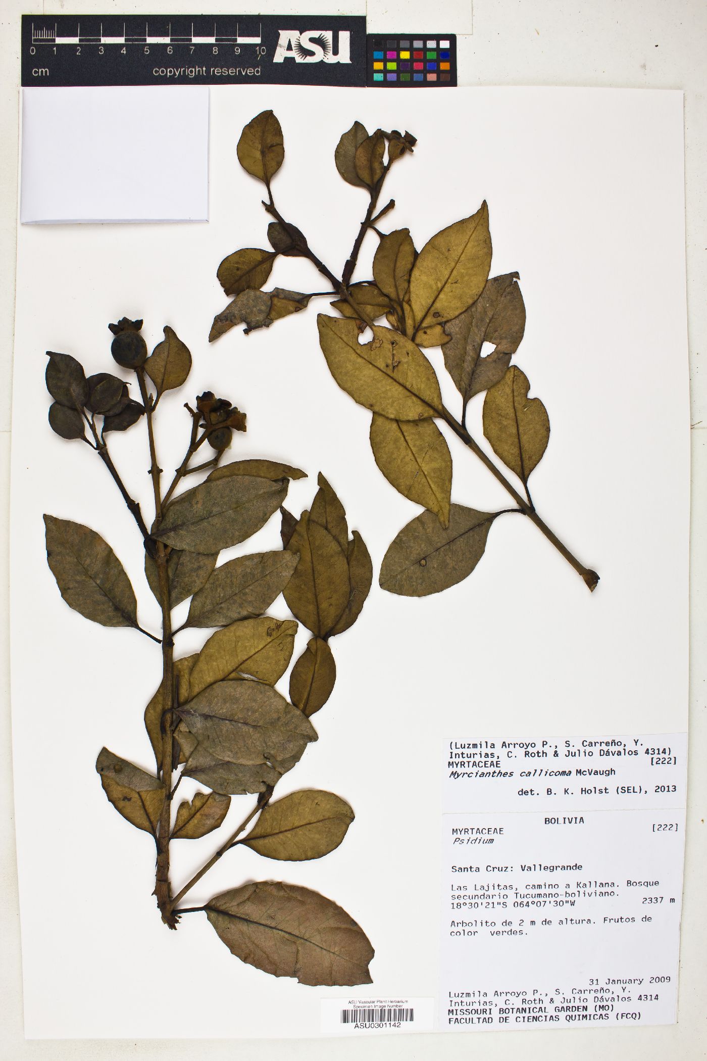 Myrcianthes callicoma image
