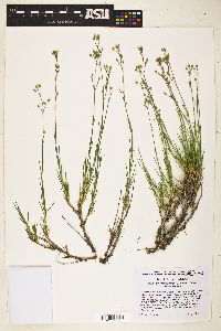 Eremogone macradenia var. macradenia image