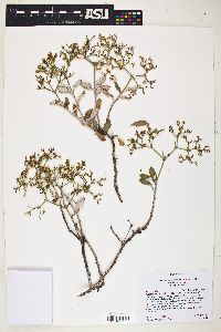 Eriogonum corymbosum image