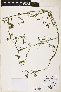 Anoda reticulata image