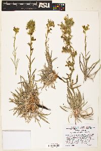 Oreocarya confertiflora image