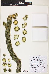 Cylindropuntia californica image