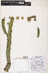 Cylindropuntia californica var. parkeri image