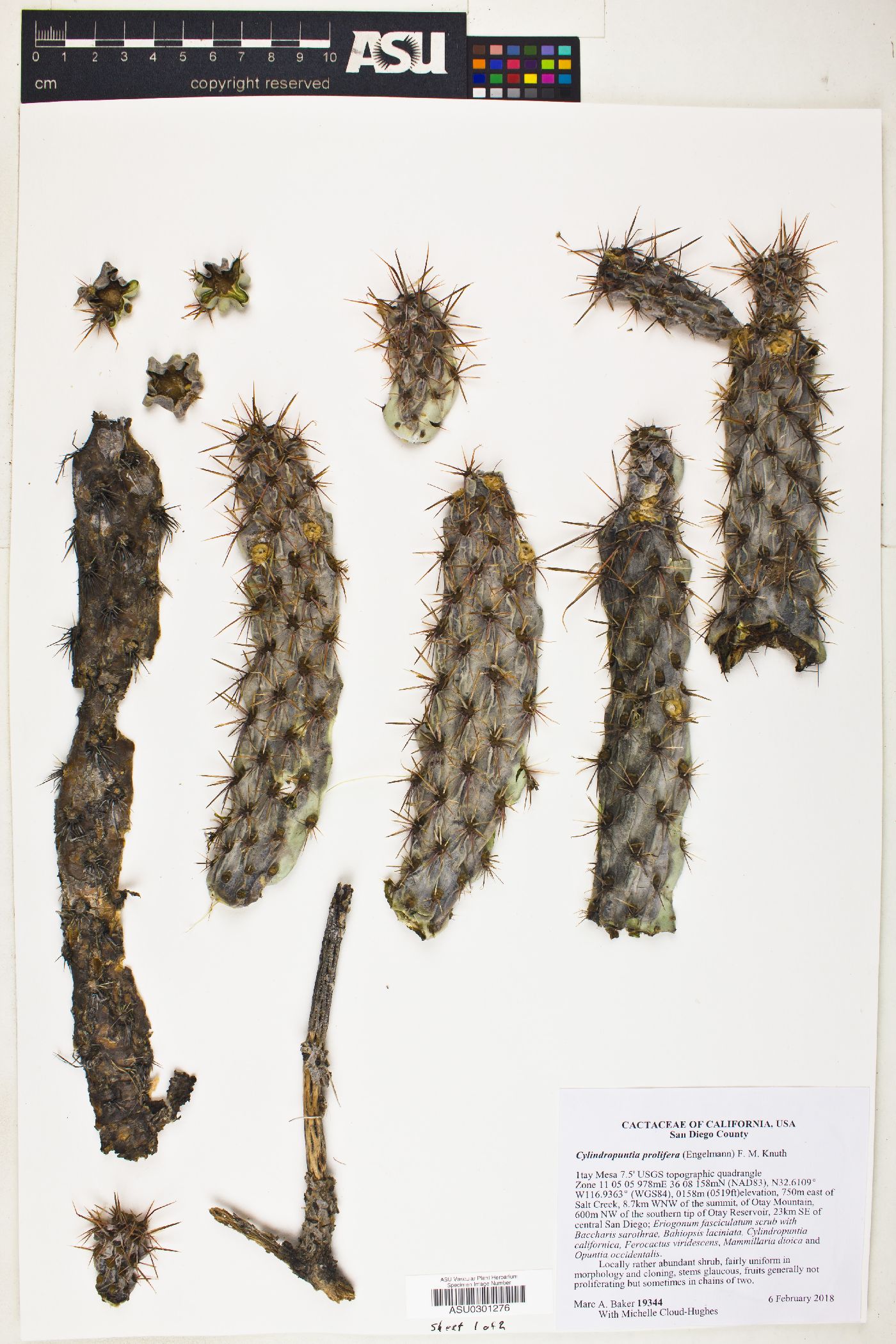 Cylindropuntia prolifera image