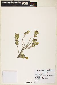 Acacia craspedocarpa image