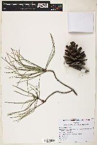 Pinus brutia image