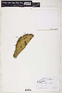 Opuntia engelmannii var. lindheimeri image