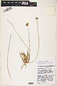 Image of Trichocentrum brachyphyllum