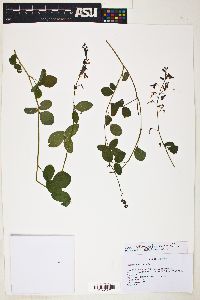 Desmodium subsericeum image