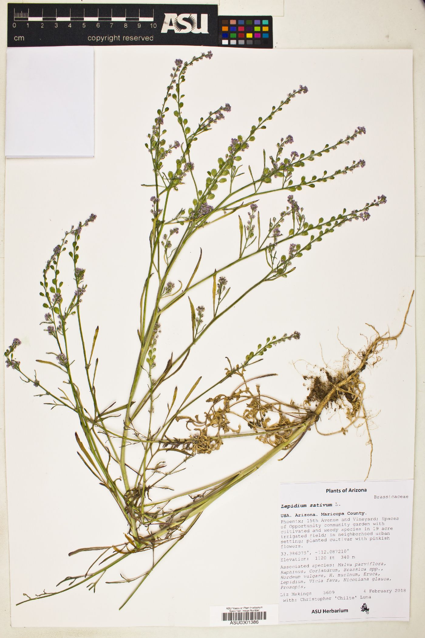 Lepidium sativum image