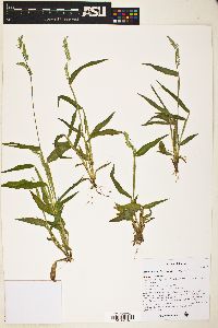 Eriochloa lemmonii image