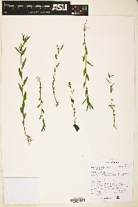 Browallia eludens image