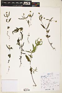 Image of Melampodium cupulatum