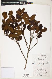 Eugenia punicifolia image