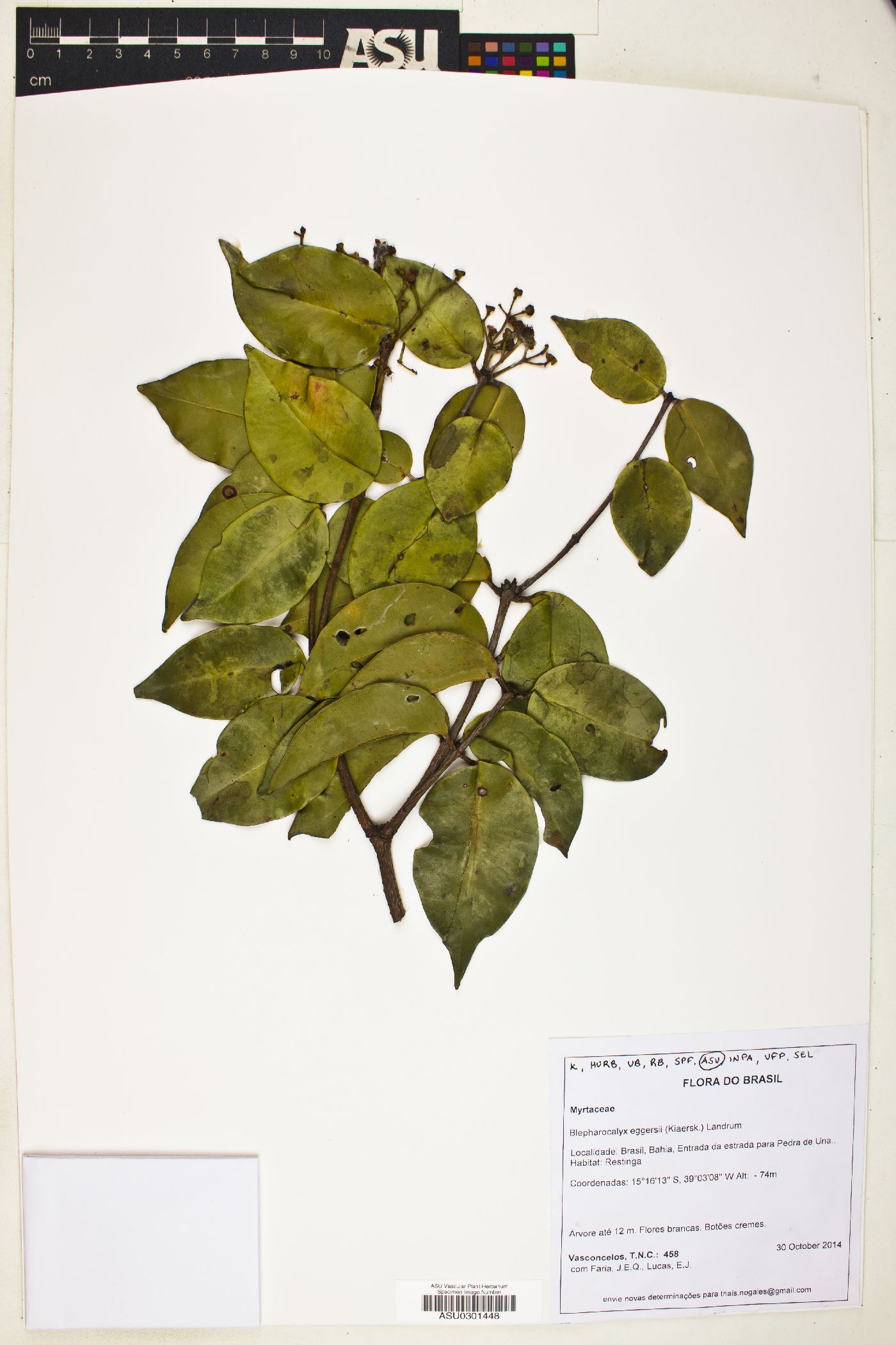 Blepharocalyx eggersii image