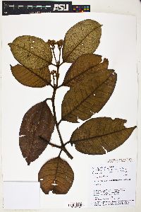 Myrcia fenzliana image