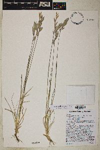 Bromus catharticus image