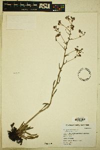 Eriogonum effusum image