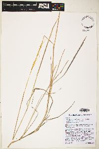 Trachypogon spicatus image