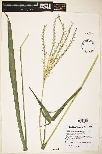 Tripsacum lanceolatum image