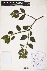 Phoradendron leucarpum subsp. tomentosum image