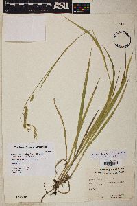 Bromus anomalus image