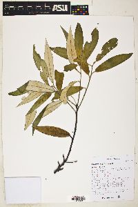 Quercus hypoleucoides image