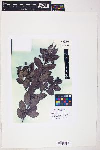 Image of Rhodomyrtus tomentosa