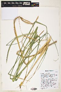 Eragrostis spicata image