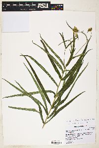 Verbesina longifolia image