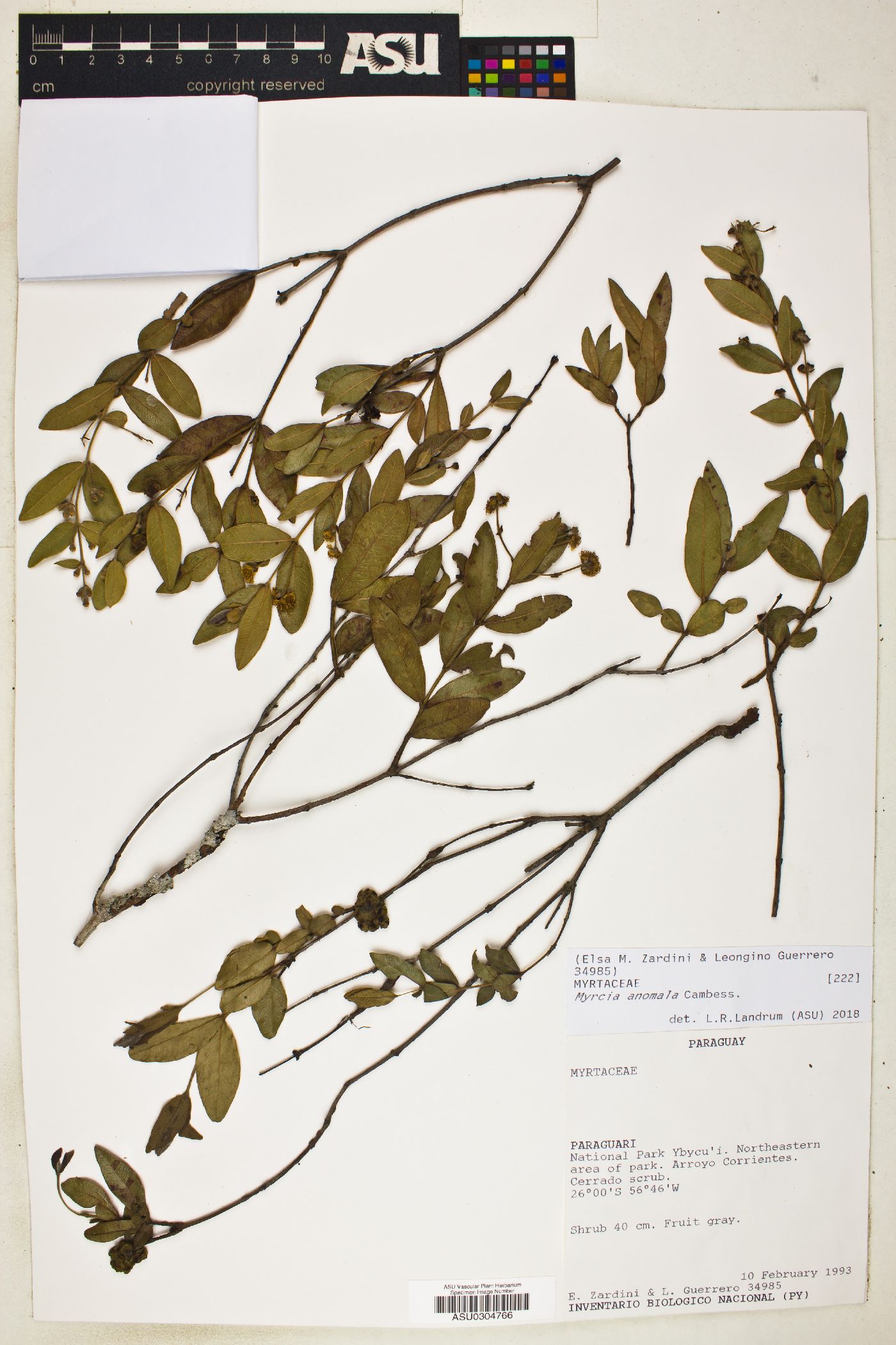 Myrcia anomala image