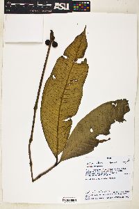 Image of Calyptranthes speciosa