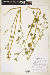 Sphaeralcea parvifolia image