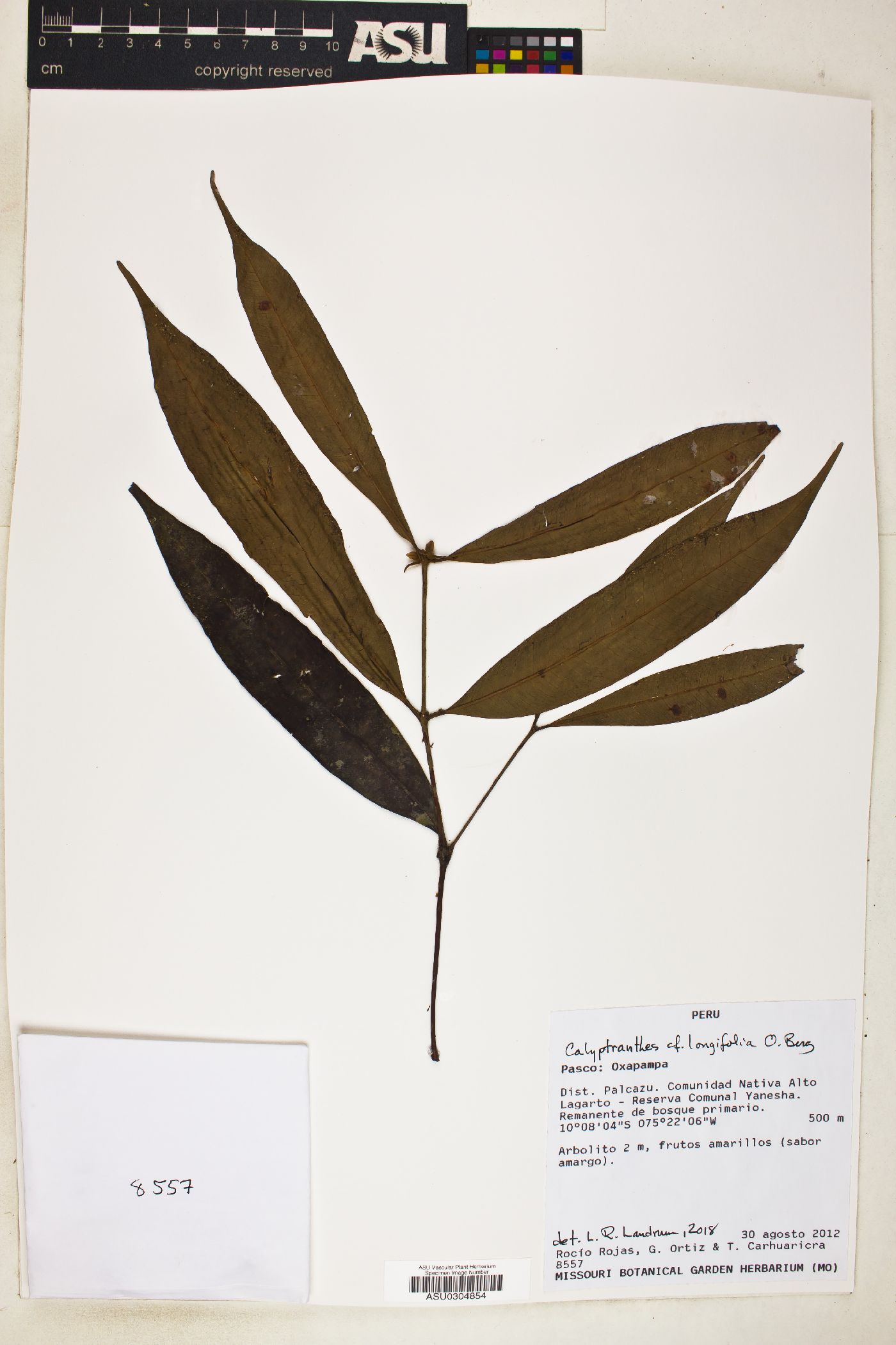 Calyptranthes longifolia image