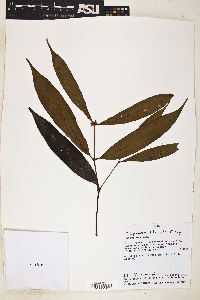 Image of Calyptranthes longifolia