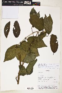 Campomanesia xanthocarpa image