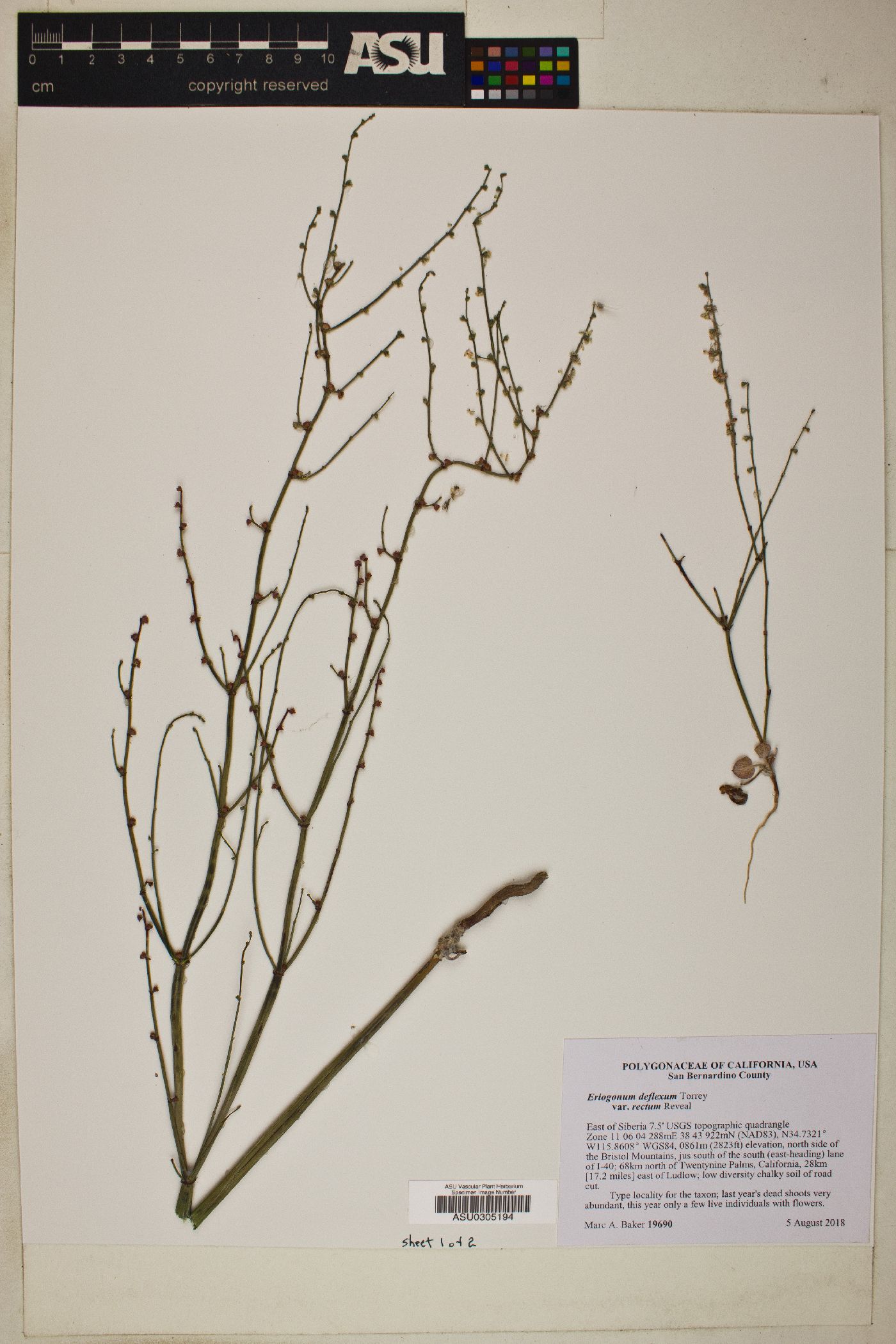Eriogonum deflexum var. rectum image