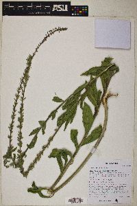 Oenothera curtiflora image