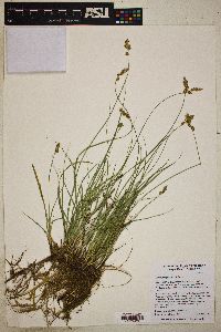 Carex praegracilis image