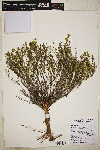 Thymophylla acerosa image