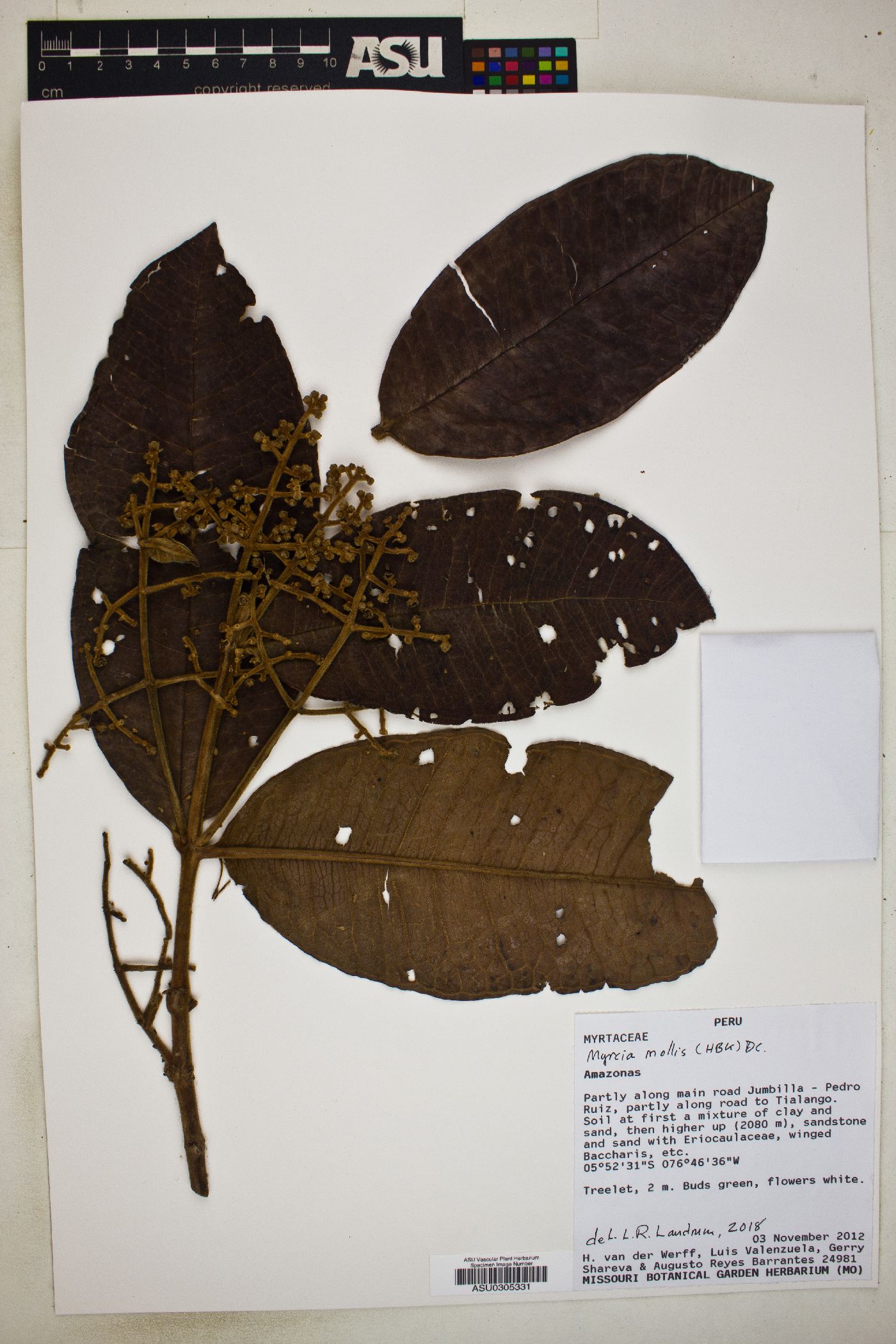 Myrcia mollis image