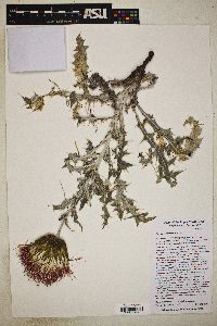 Cirsium townsendii image
