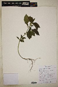 Acalypha ostryifolia image