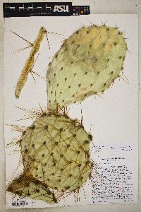Image of Opuntia x curvispina
