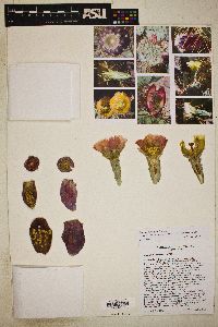 Opuntia × curvispina image