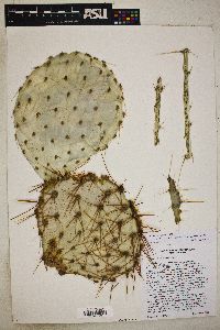Opuntia × curvispina image