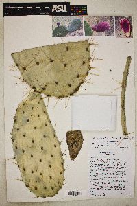 Opuntia engelmannii image