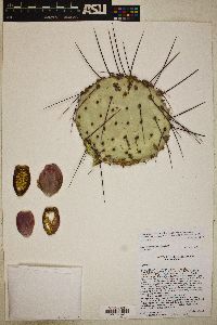 Opuntia macrocentra var. macrocentra image
